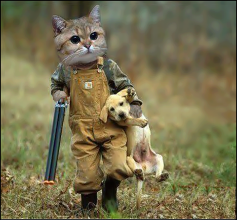 chat chasseur